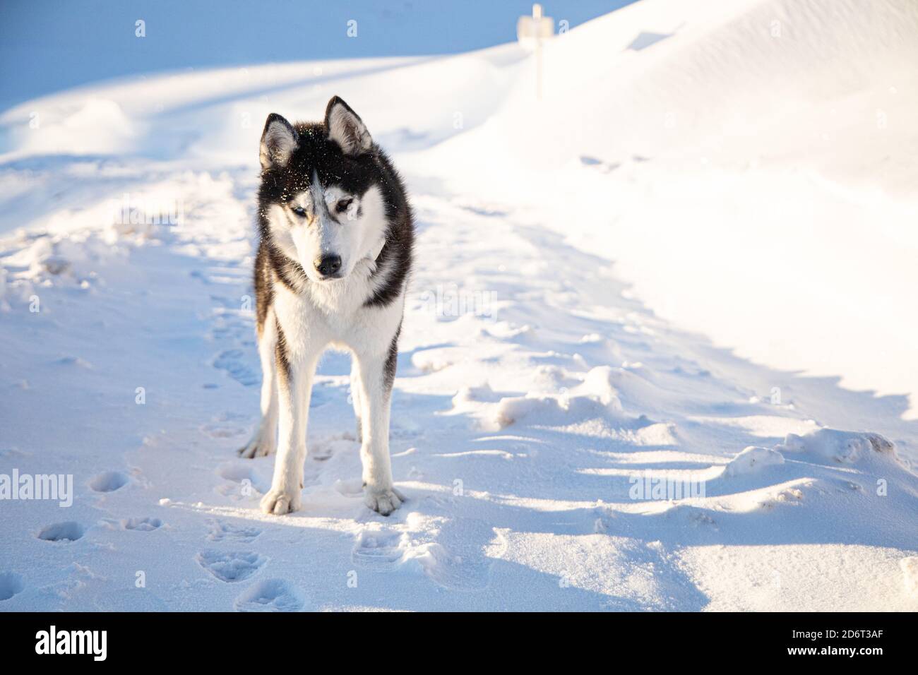 Siberian husky dog on snowy landscape during winter Stock Photo - Alamy