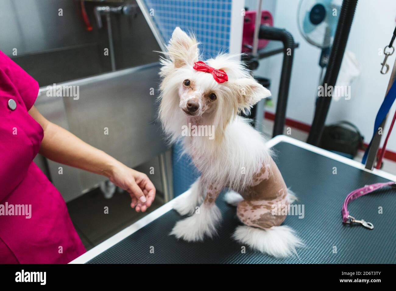 From above of cute attentive purebred dog with spotted skin and white fur with bow on head looking at camera on grooming table near crop unrecognizabl Stock Photo