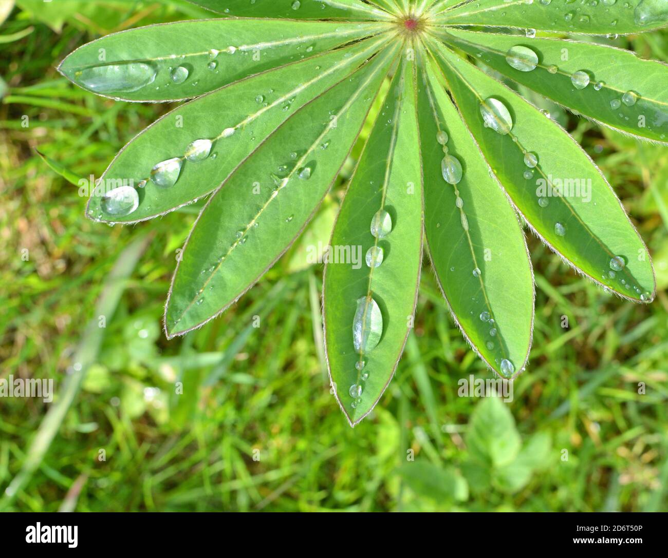 Rain drops on lupin leaf, spring garden. Stock Photo