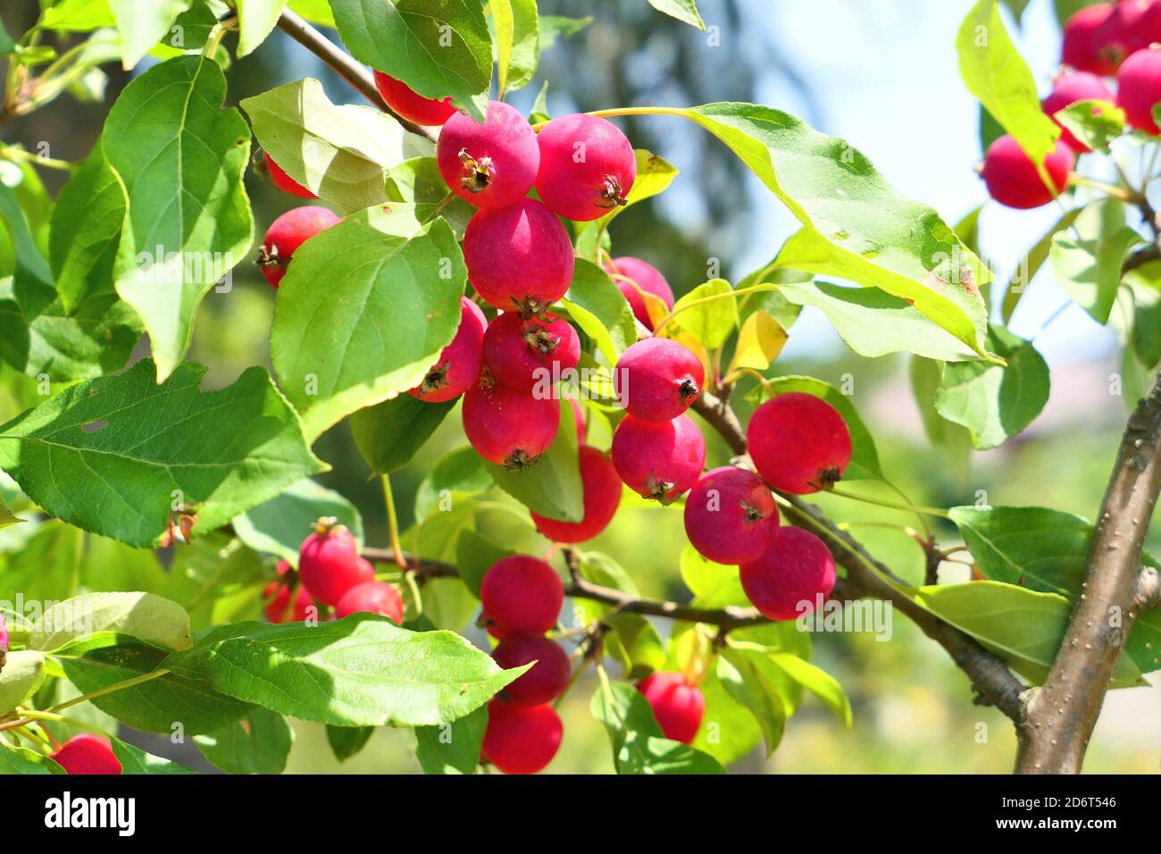 Crabapple tree full of apple fruits. Malus baccata , Dolgo variety. Stock Photo