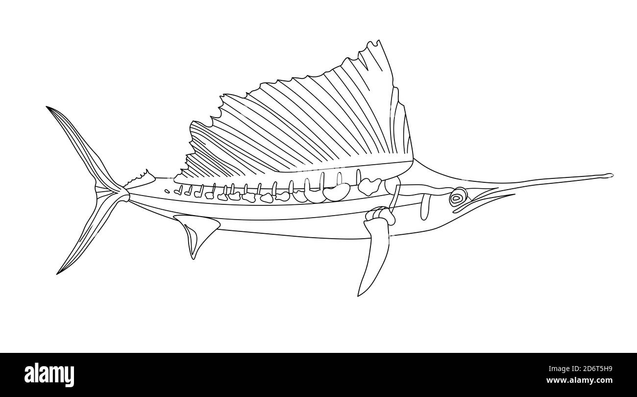 long-snouted sea needle, Swordfish, antistress fish coloring page. Sea life. Undersea world Stock Photo