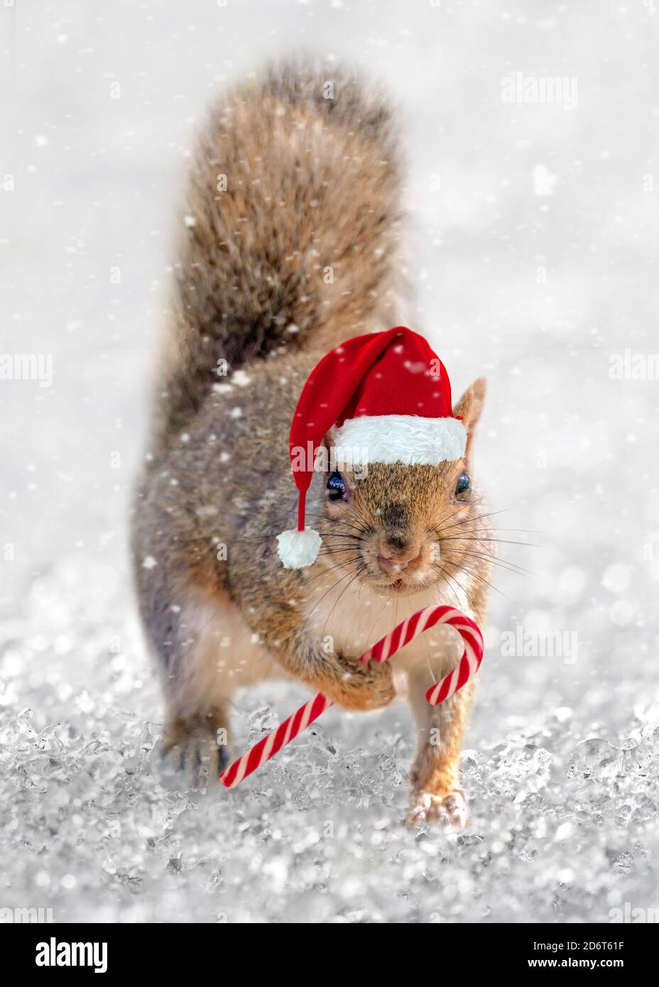 Squirrel Santa. Cute squirrel with a Christmas hat and a tiny candy cane in the snow. Animal fun holiday greeting card. Stock Photo