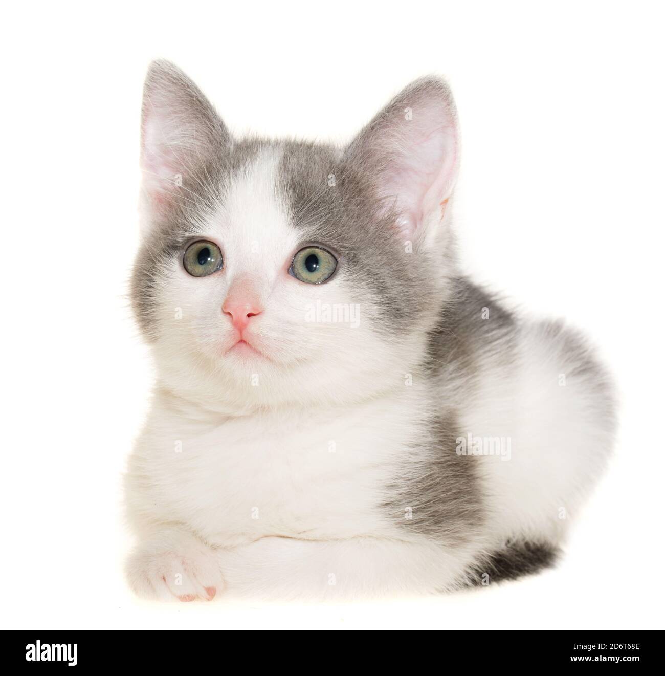 Bicolor gray-white small shorthair kitten lie isolated on a white background. Stock Photo