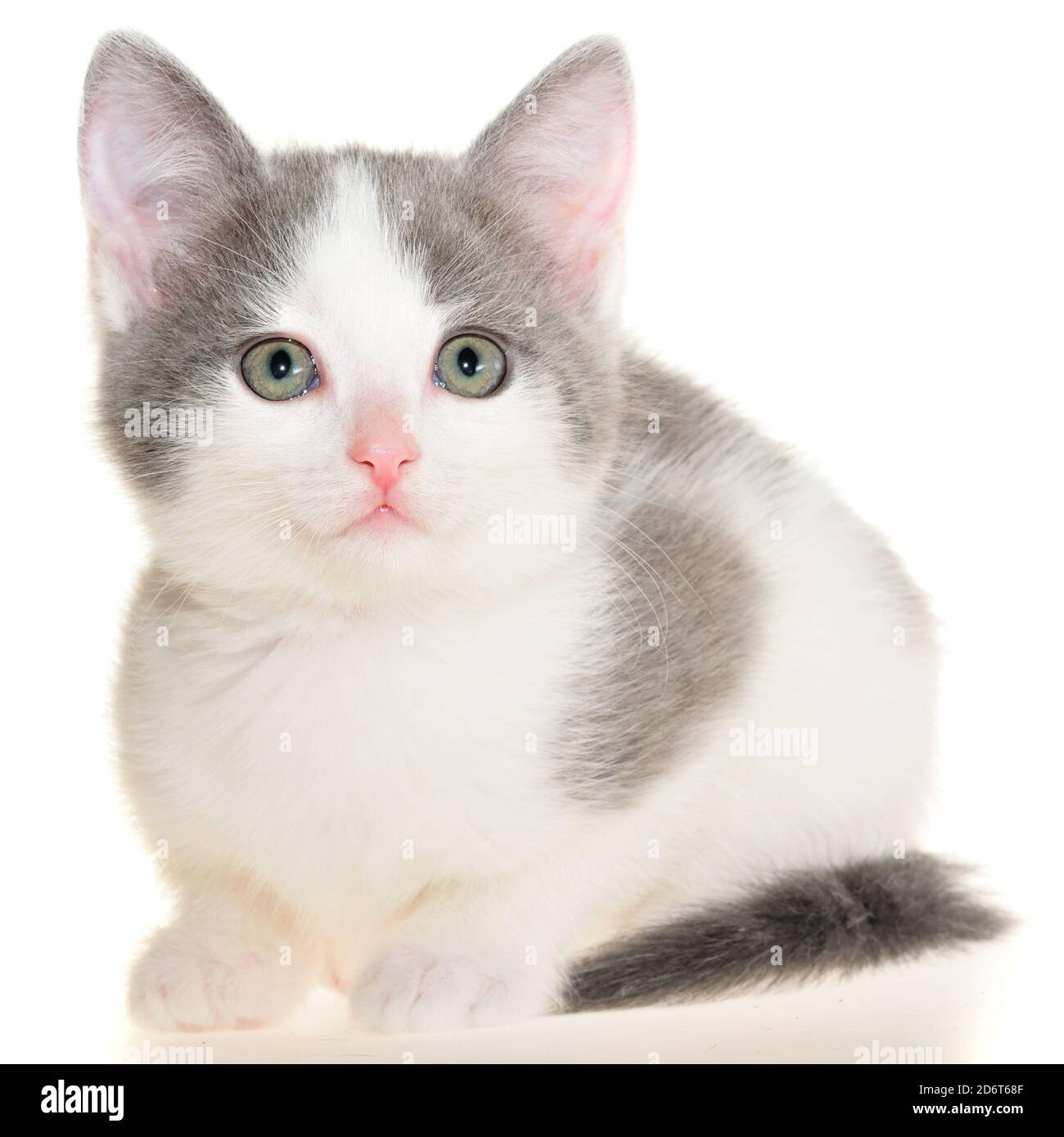 White small kitten sales