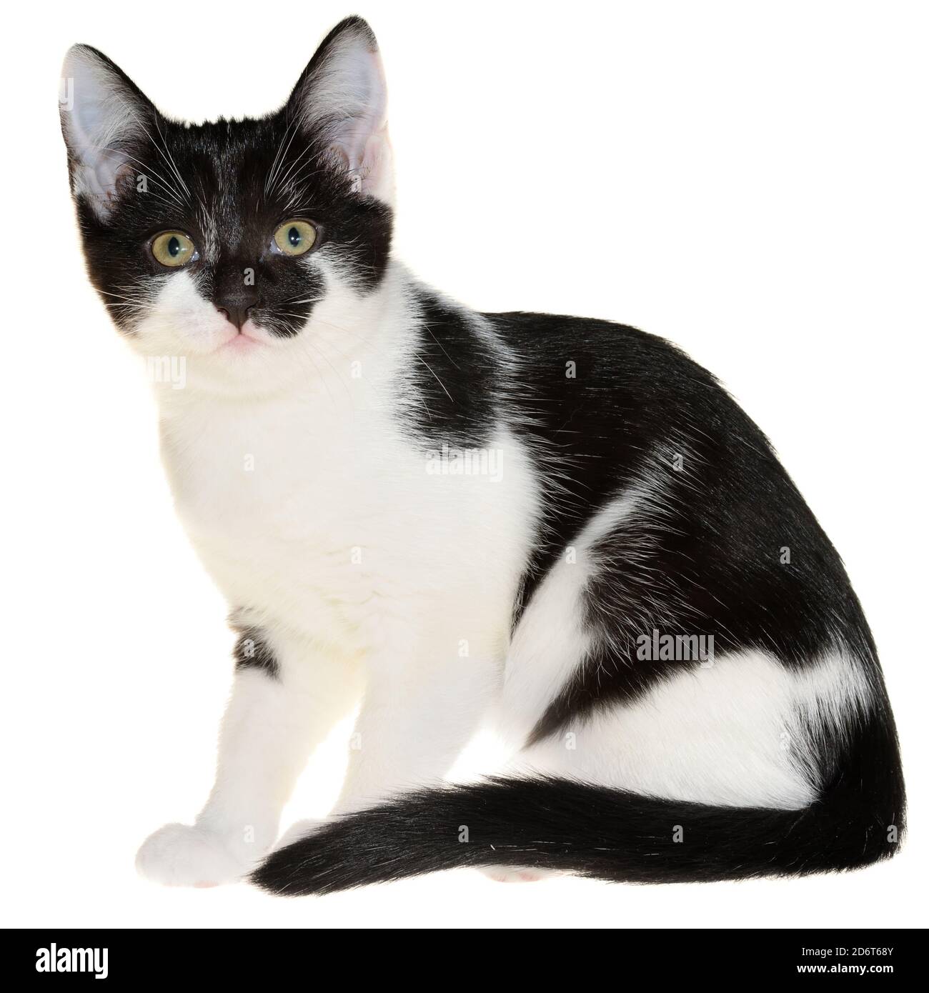 Bicolor black-white small shorthair kitten sitting isolated on a white background. Stock Photo