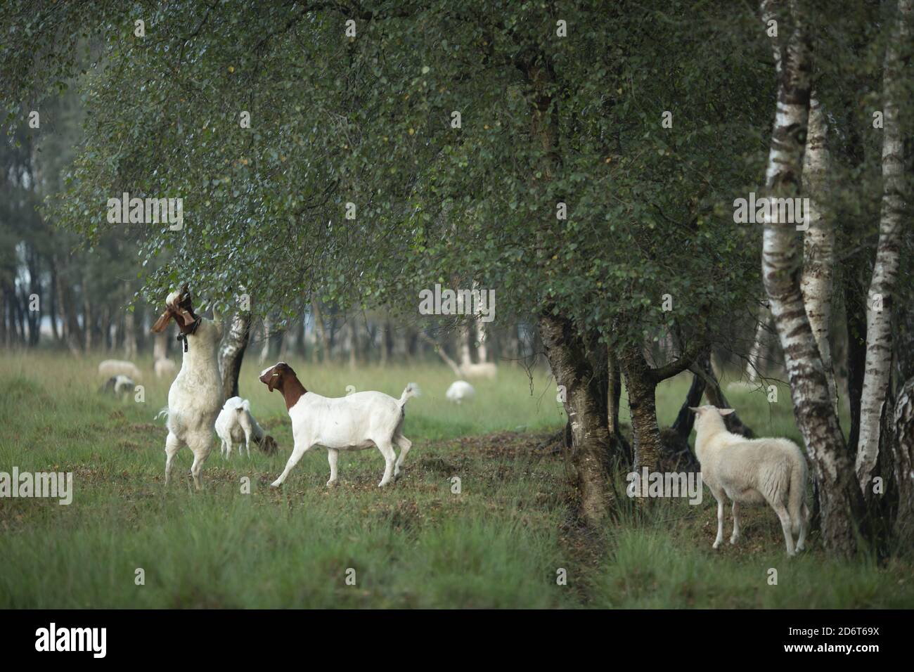 Birch tree forest with sheep and goats Stock Photo Alamy