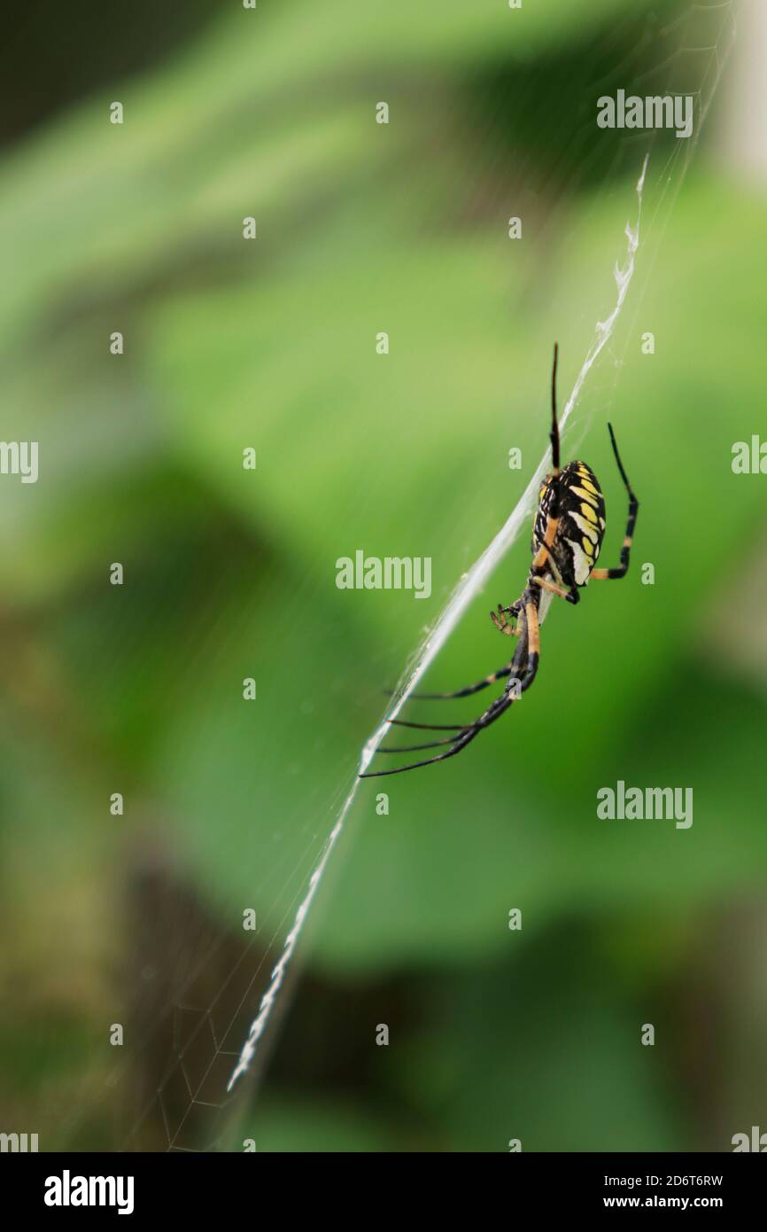 Golden garden weaver spider (Argiope aurantia) on web Stock Photo
