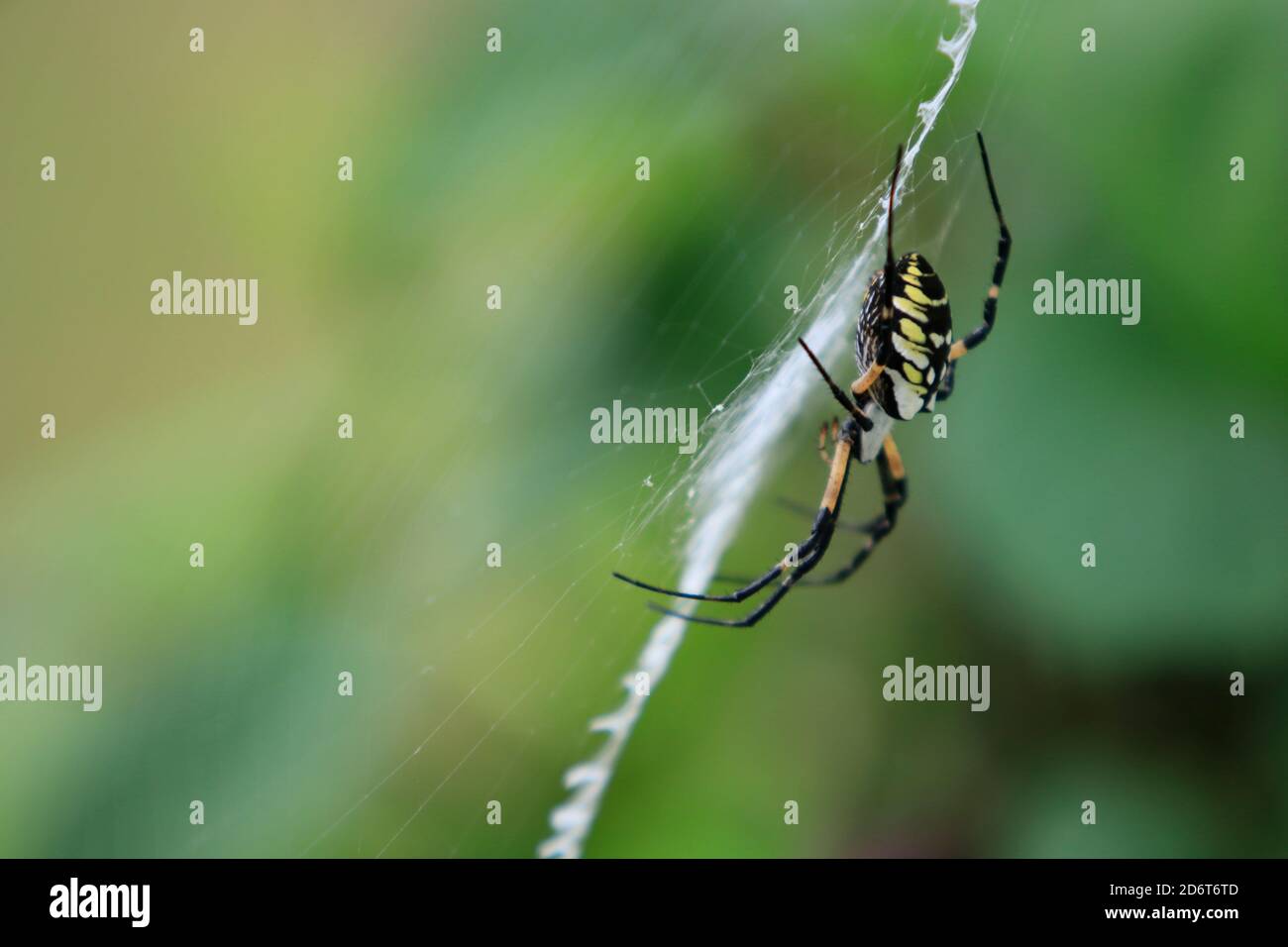 Golden garden weaver spider (Argiope aurantia) on web Stock Photo