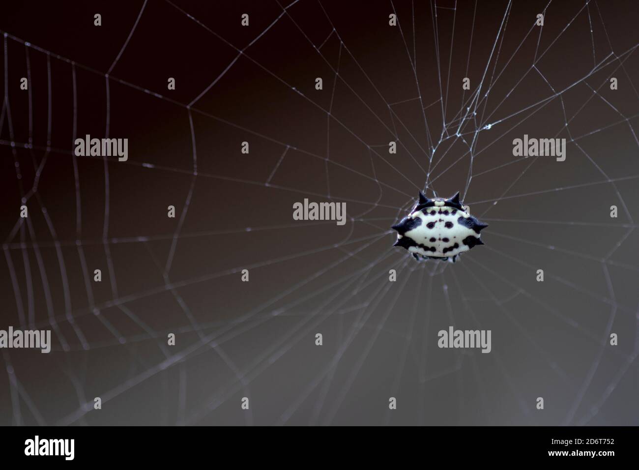 Spiny Orbweaver spider suspended in web Stock Photo