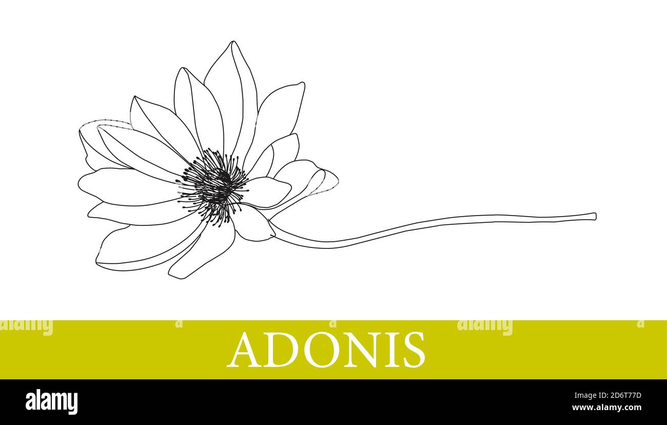 Adonis flower. Medicinal plants. chamomile, gerbera. Wildflowers. Isolated on white. illustration. Stock Photo