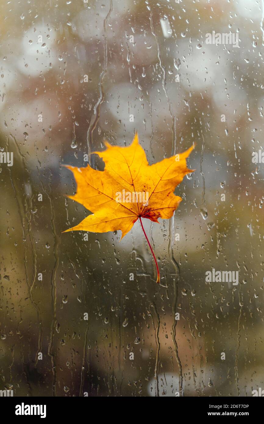 Yellow autumn leave on a wet window. Autumn rainy weather, sadness ...