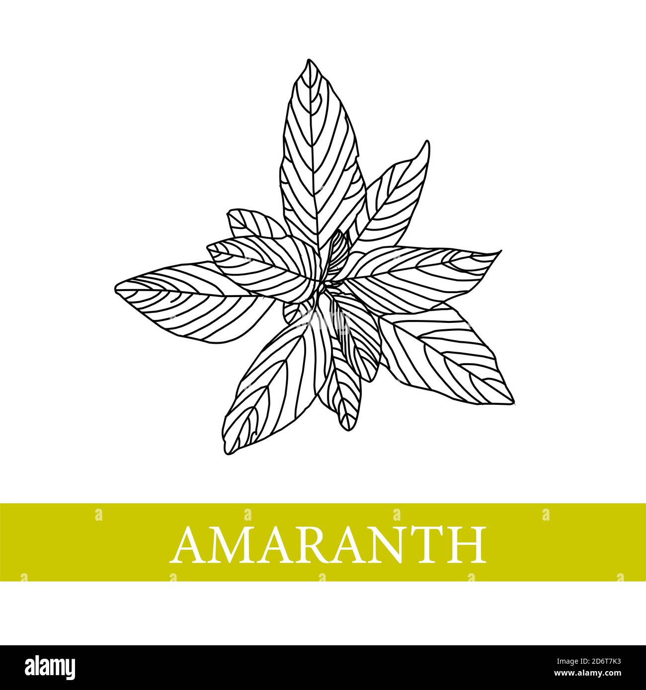 amaranth plant. botanical illustration. Amaranth. Medical plants Stock Photo