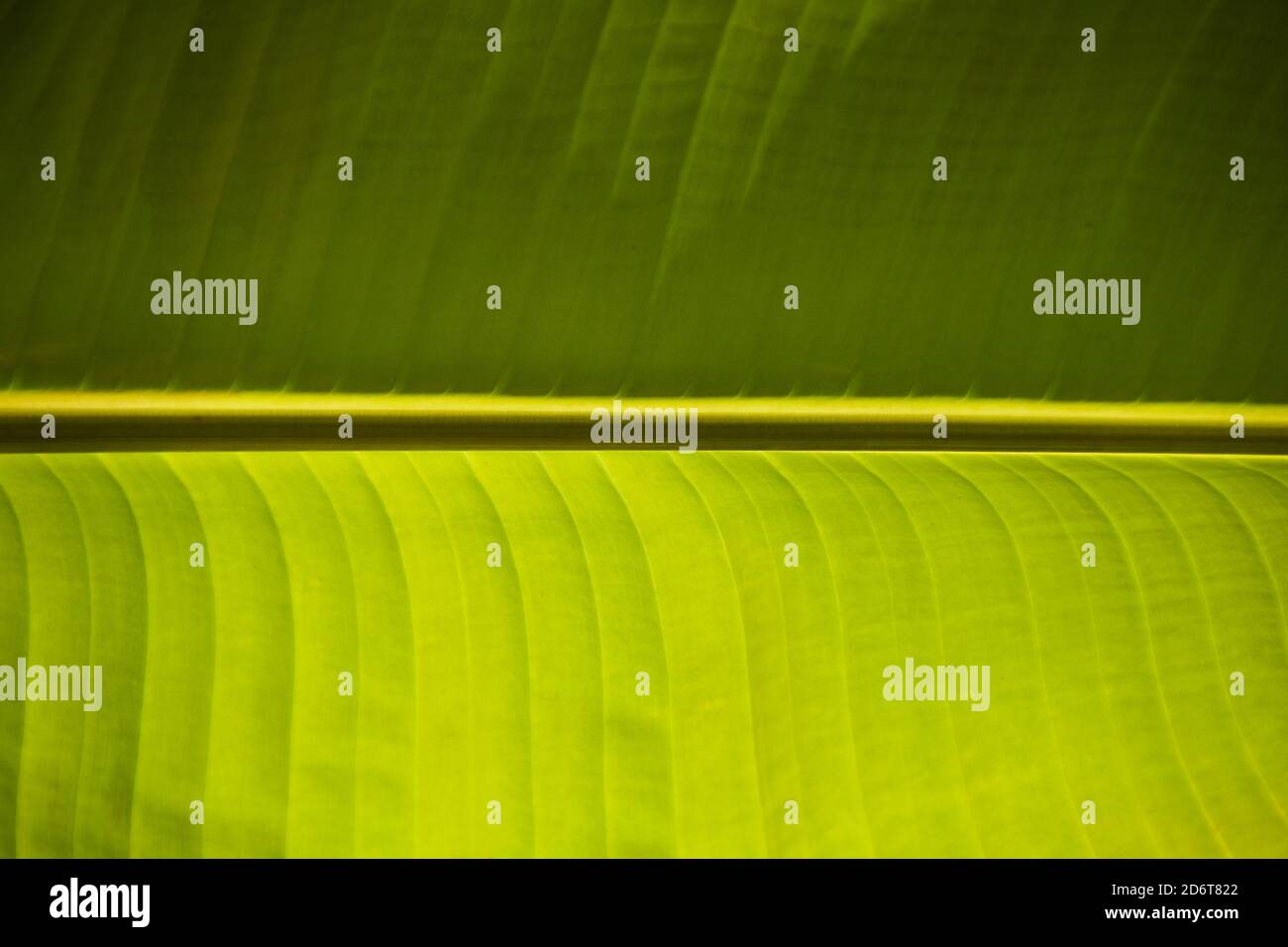 Green leaf of banana tree for background. Stock Photo