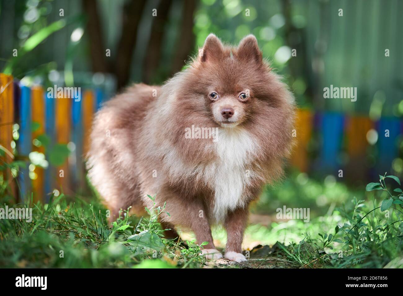 Chocolate and hotsell tan pomeranian