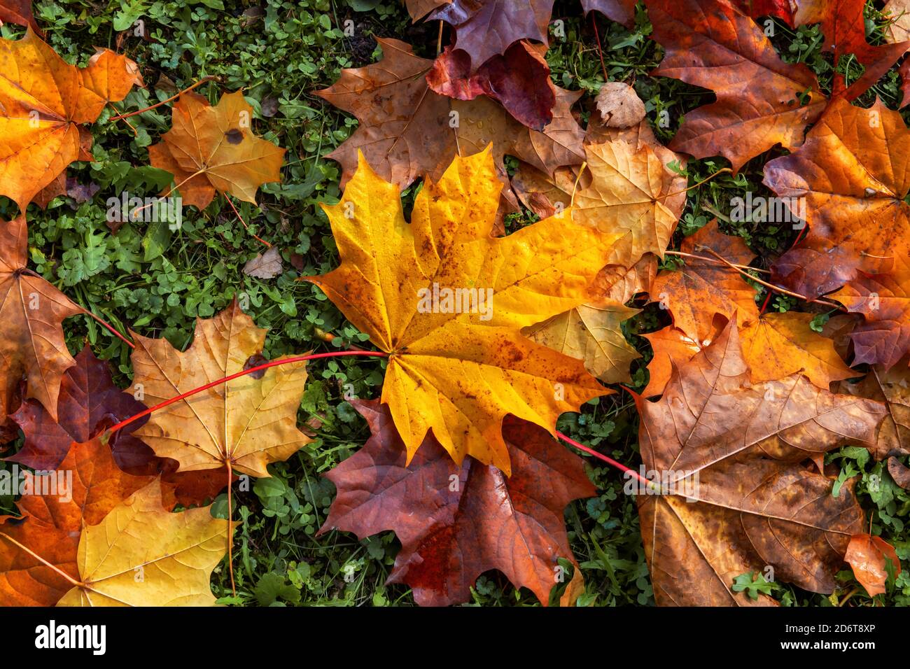 Autumn Maple Leaves Natural Colorful Background Stock Photo - Alamy