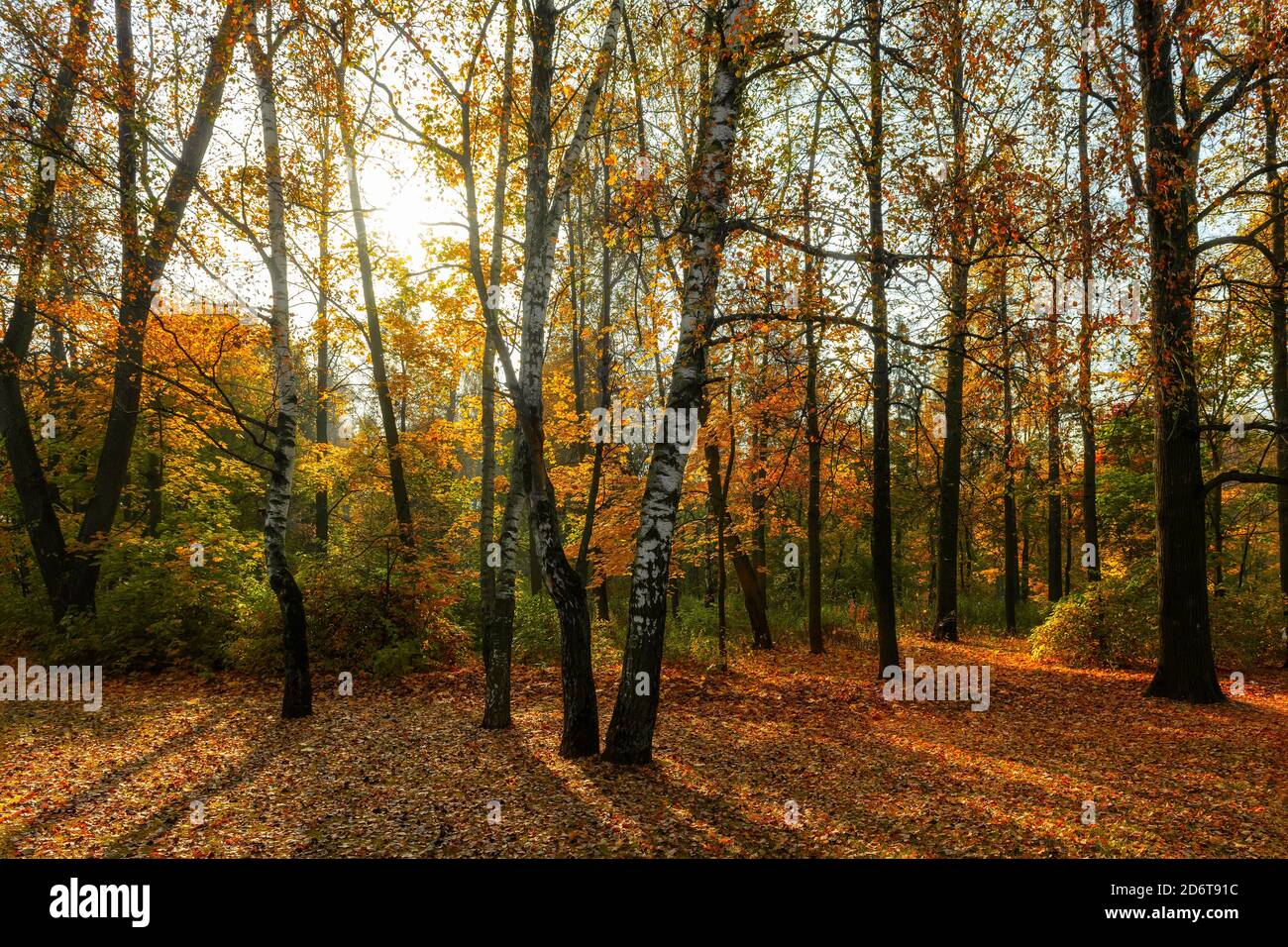 Autumn alley in a public park with colorful trees Stock Photo - Alamy
