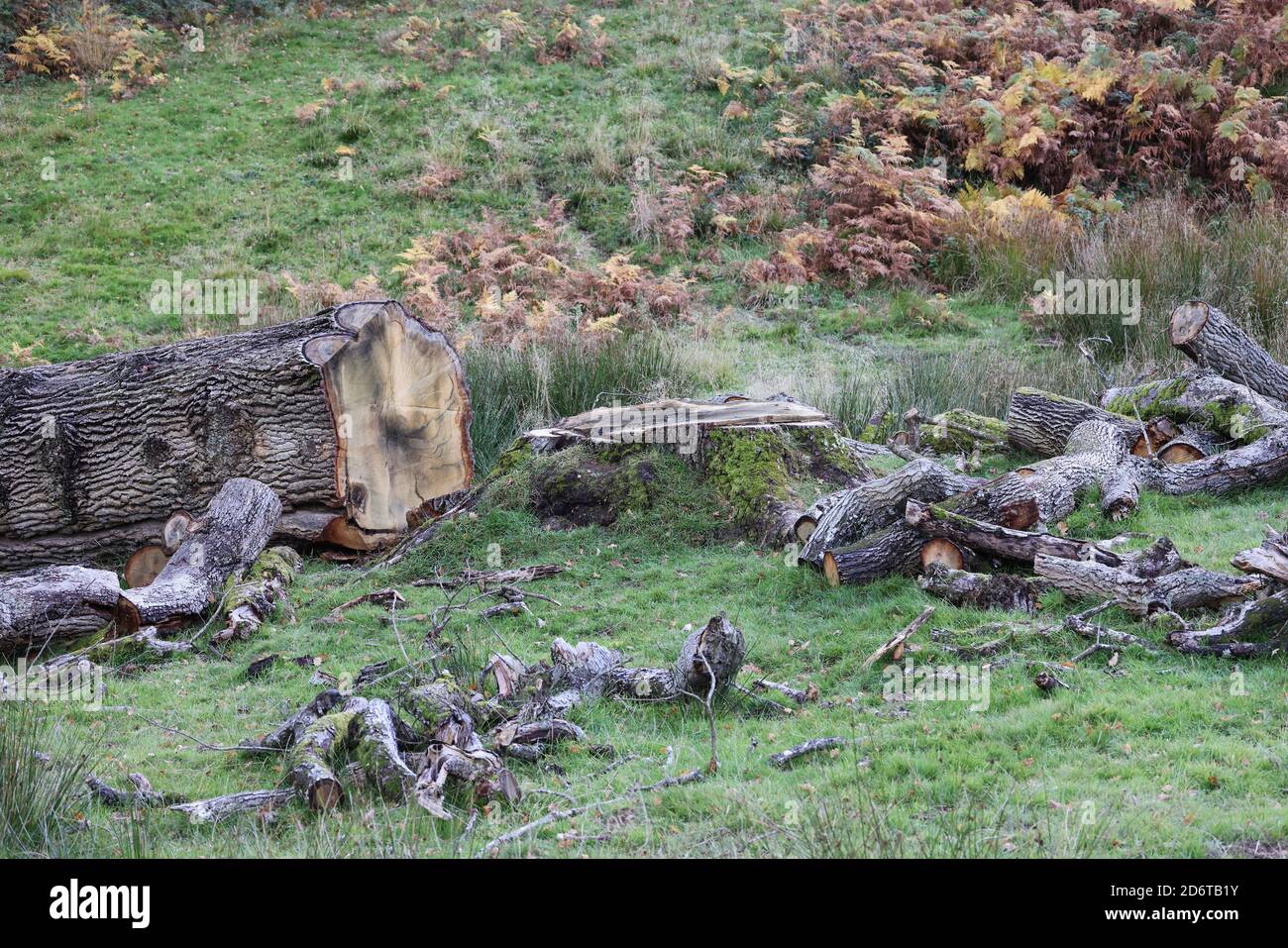 Fallen Oak Tree in a park, Mid Wales Stock Photo Alamy