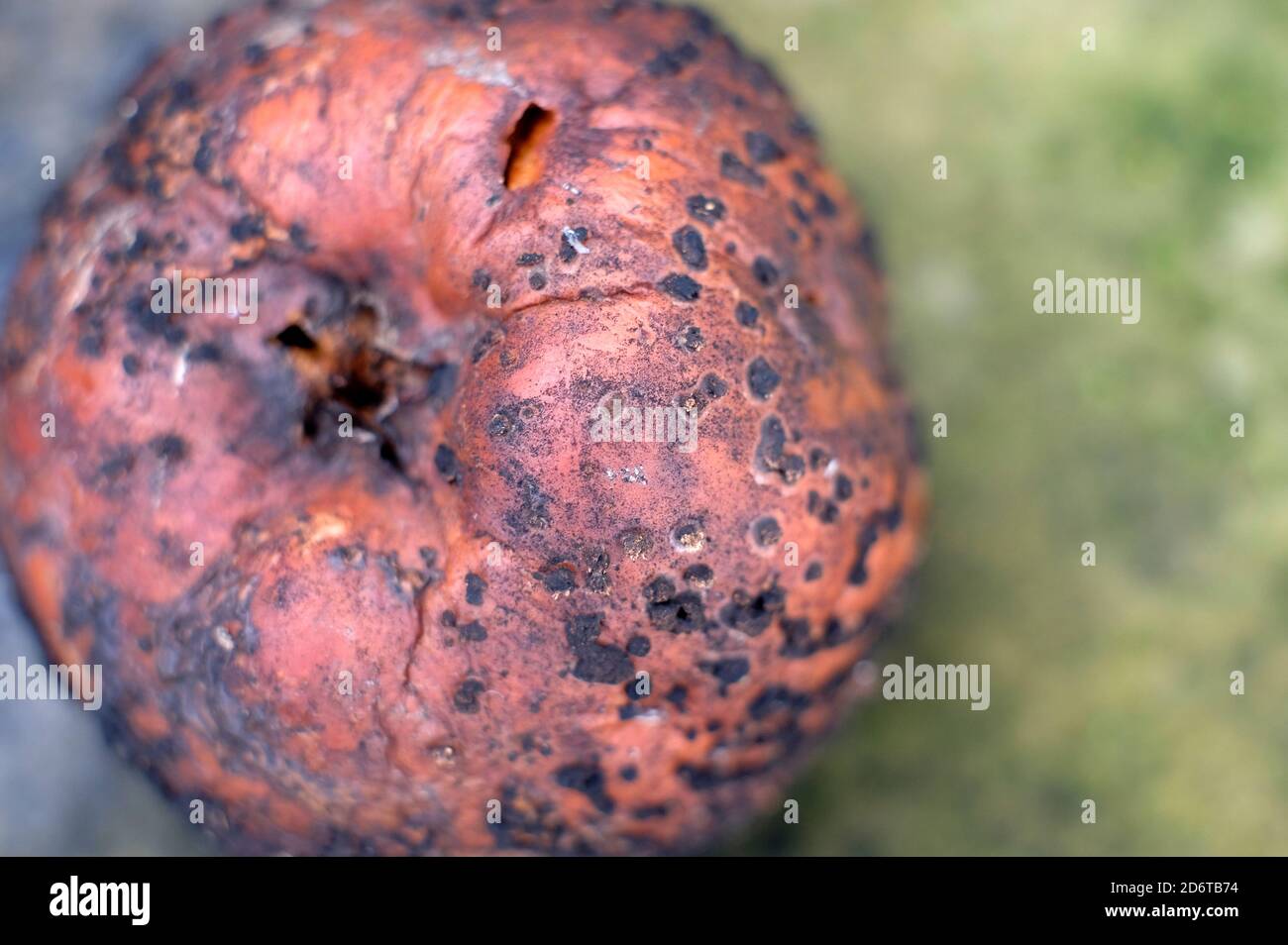 close up of brown rotting apple skin Stock Photo