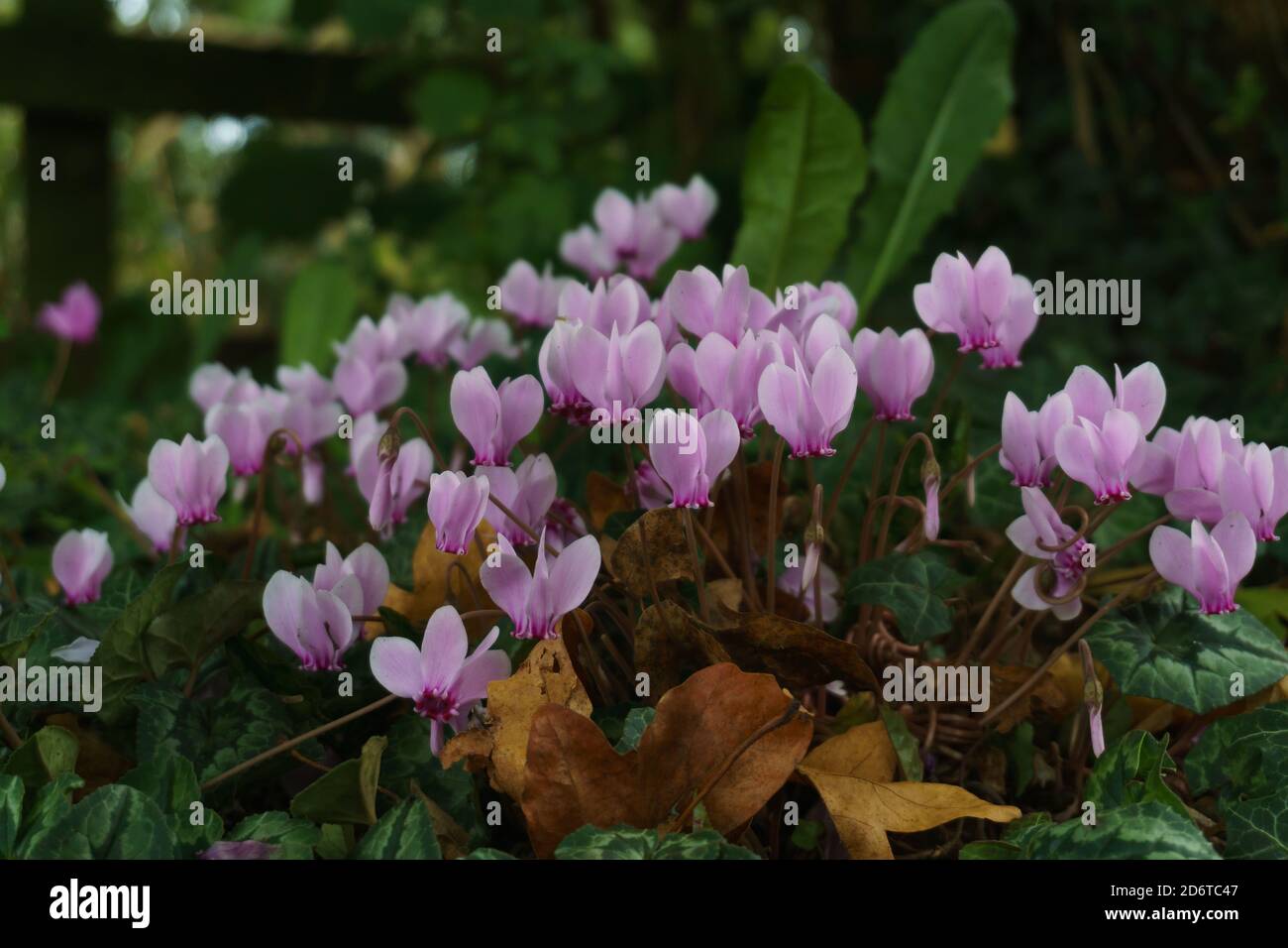 Ivy Leaved Cyclamen latin name Cyclamen hederifolium growing wild in a British hedgerow Stock Photo