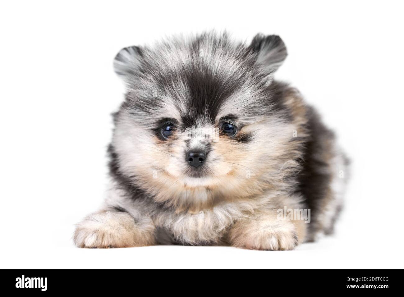 Grey pomeranian dog 2025
