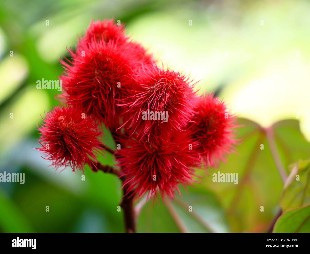Natural food coloring hires stock photography and images Alamy