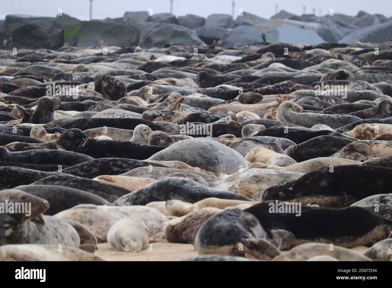 Grey seal colony on horsey gap beach England grey seals on the sand