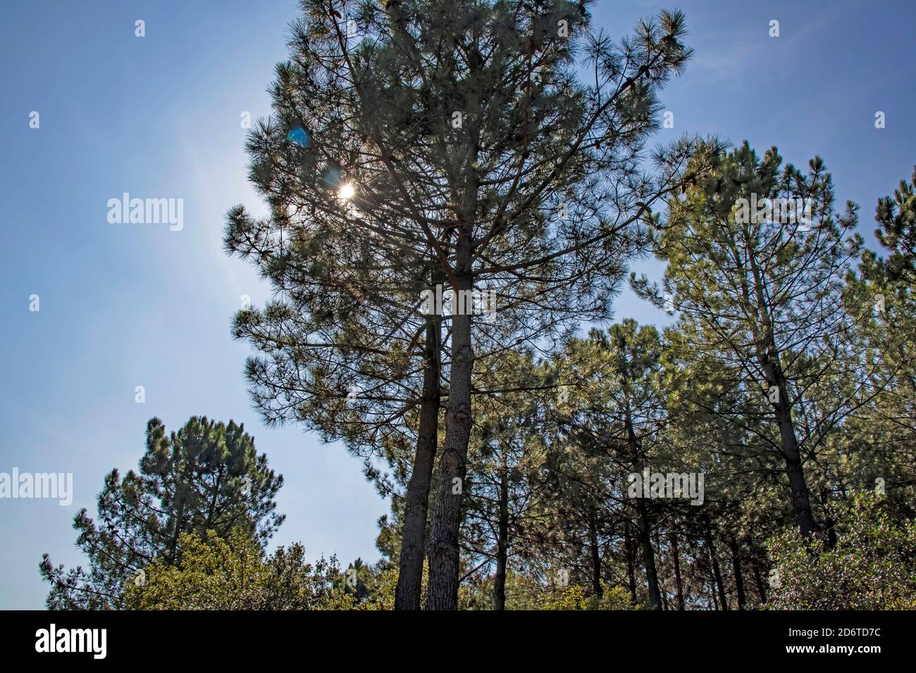 the most basic oxygen source trees Stock Photo Alamy