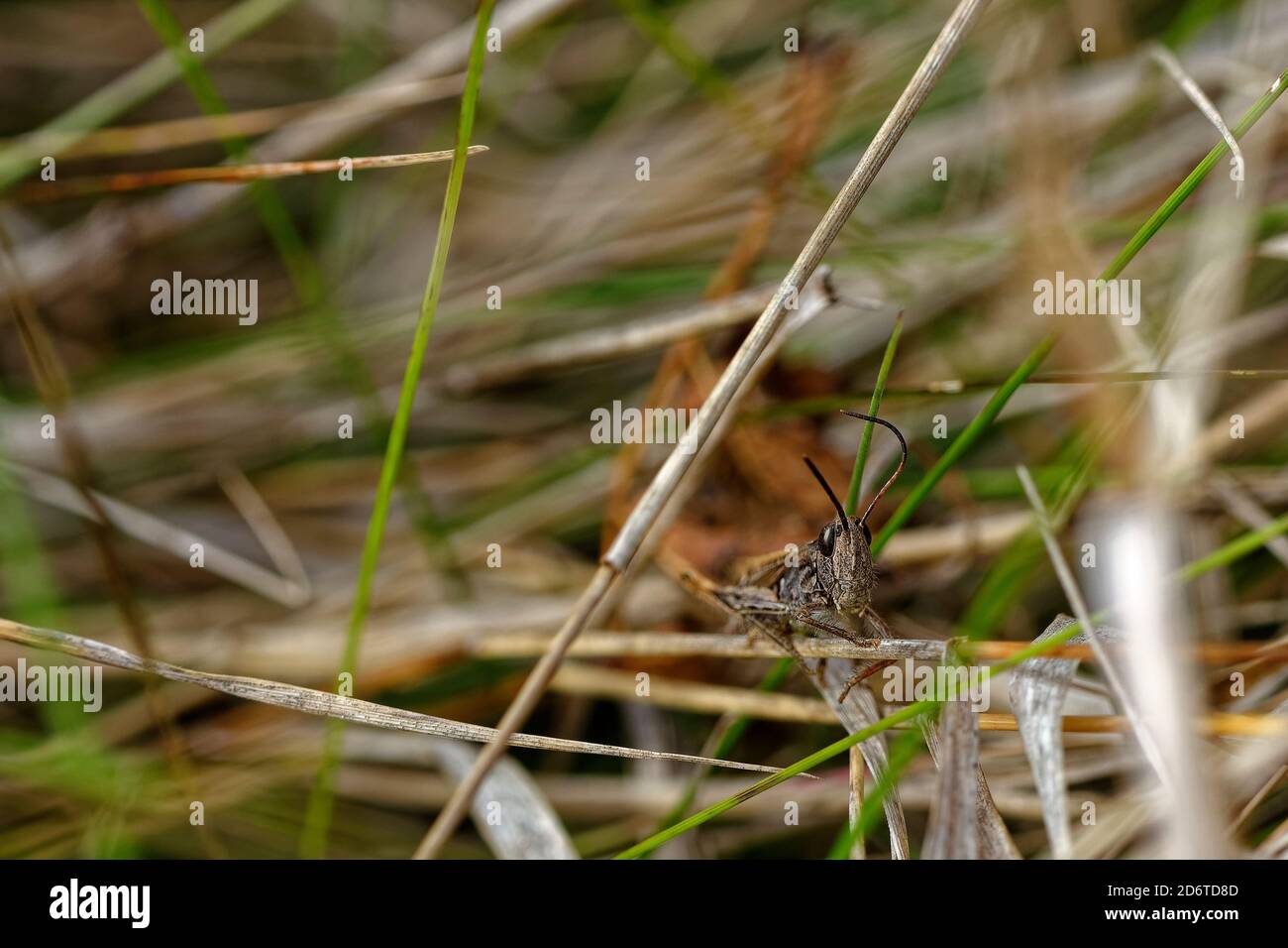 Cute cricket bug looking at the camera, close-up photo of cricket insects Stock Photo