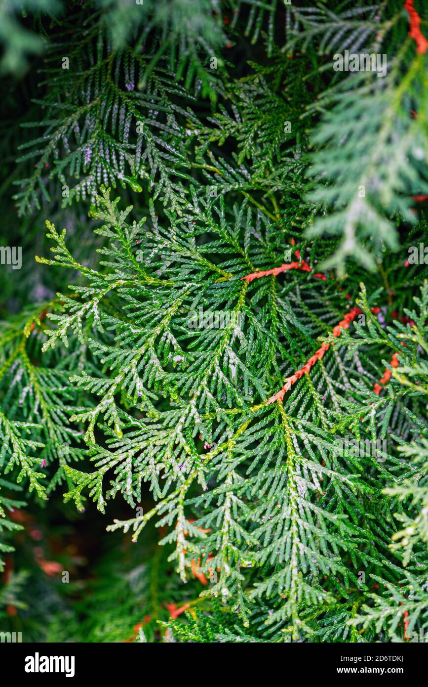 Fresh green thuja branches background. Twigs of evergreen coniferous tree after rain. Chinese thuja. Leaf texture. Closeup Stock Photo