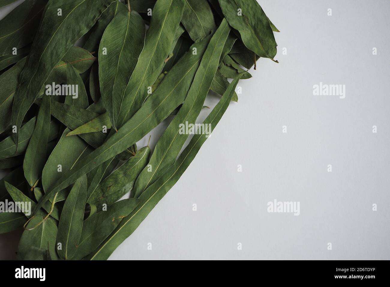 Dried eucalyptus leaves on a white background. Stock Photo