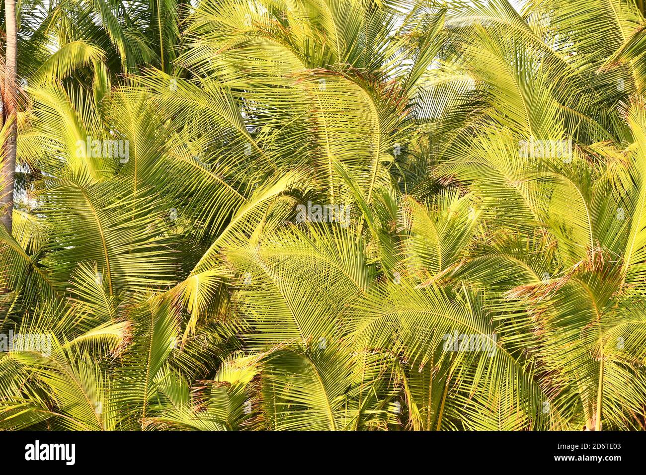 palm leaves, photo as a background Stock Photo - Alamy