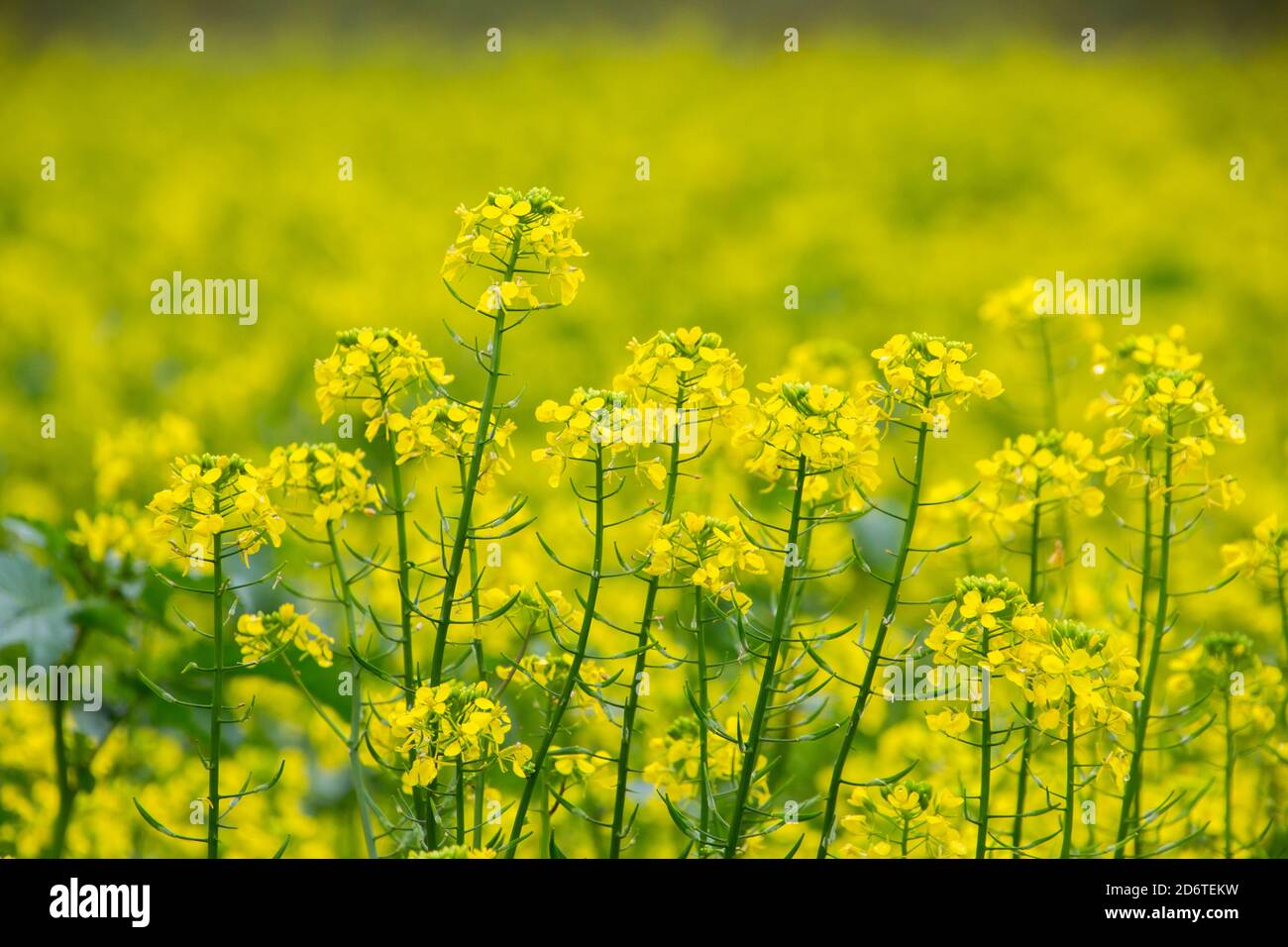 Field with yellow flowers of rapeseed, also called Brassica napus or Raps Stock Photo