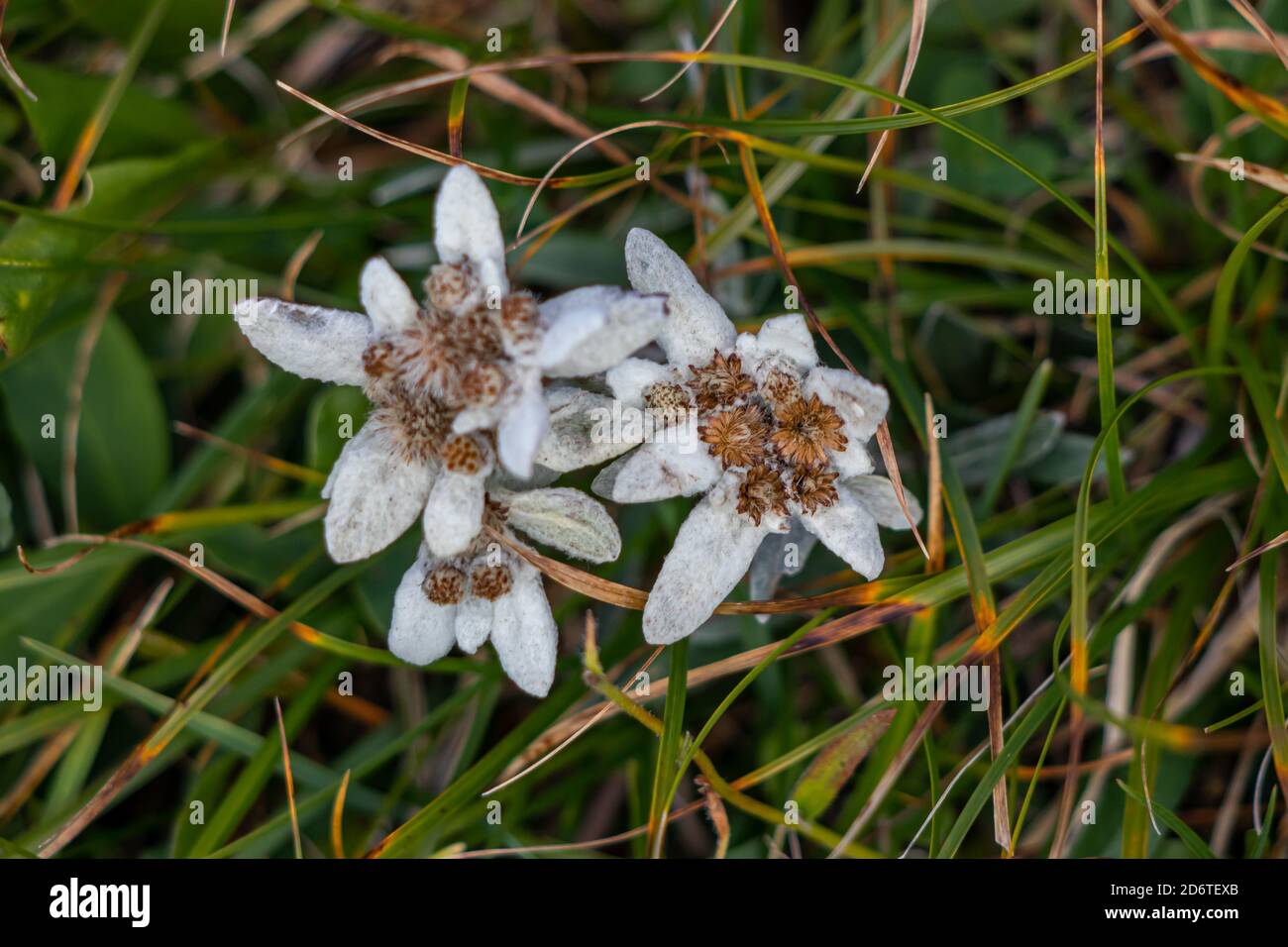 A few Edelweiss in the mountains Stock Photo