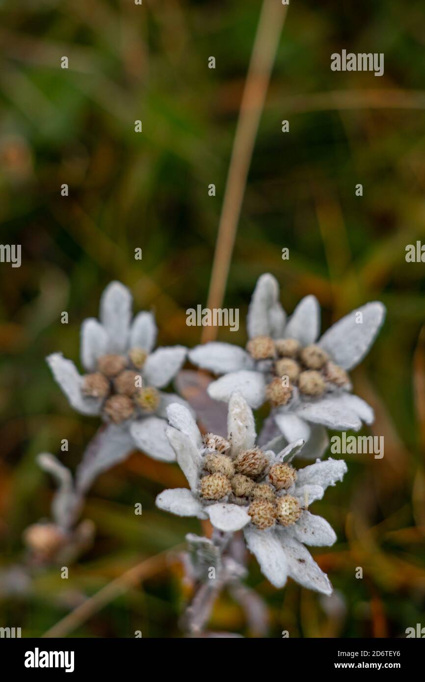 Two Edelweiss closeup in the mountains Stock Photo