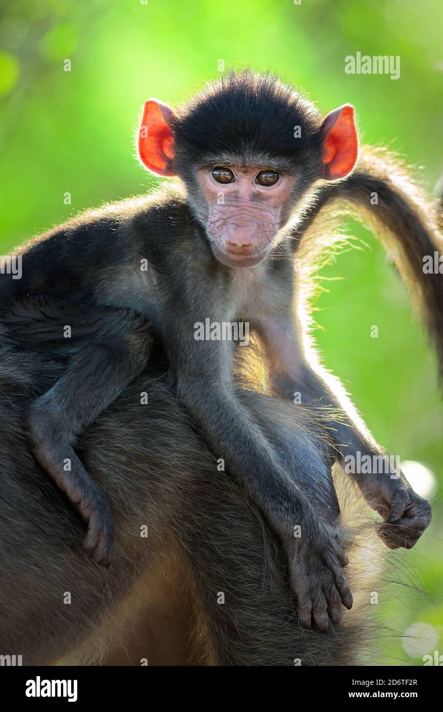 Chacma baboon baby portrait close-up sitting on the back of its mother with the sun coming from behind. Stock Stock Photo