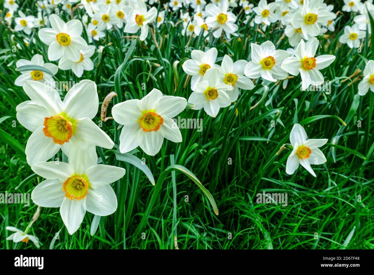 Spring garden border flowers Daffodils Geranium Narcissus in lawn Stock Photo