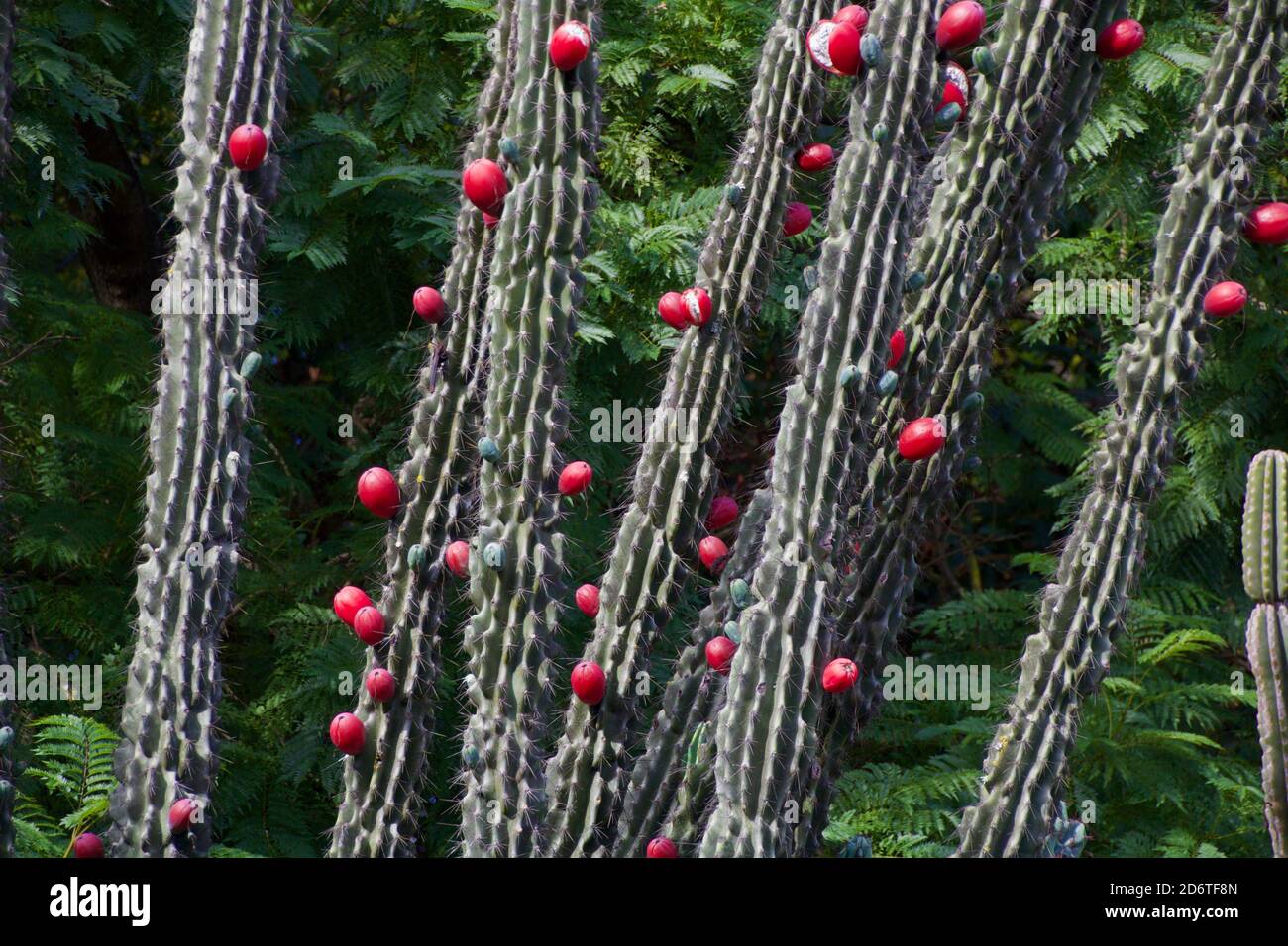 Large green cactus with ripe red fruits. Stock Photo