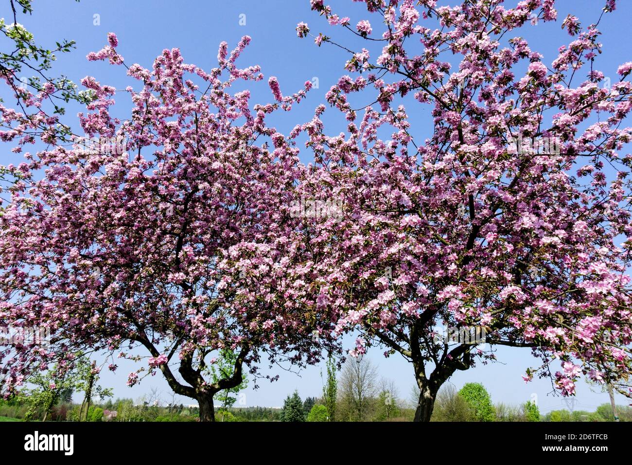 Spring apple trees flowering tree against blue skies Stock Photo
