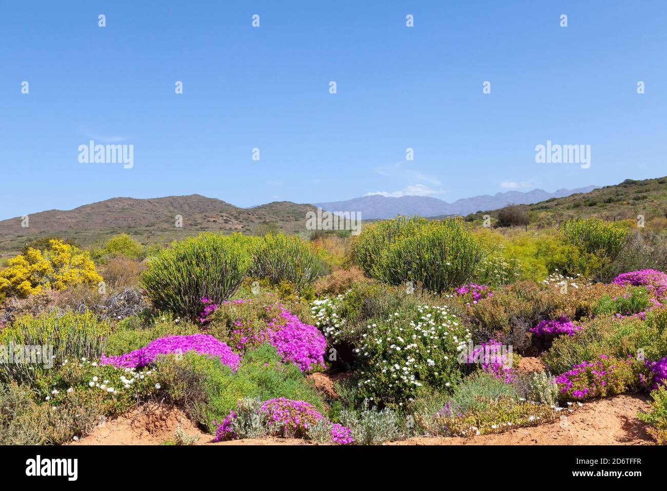 Succulent karoo biome hires stock photography and images Alamy
