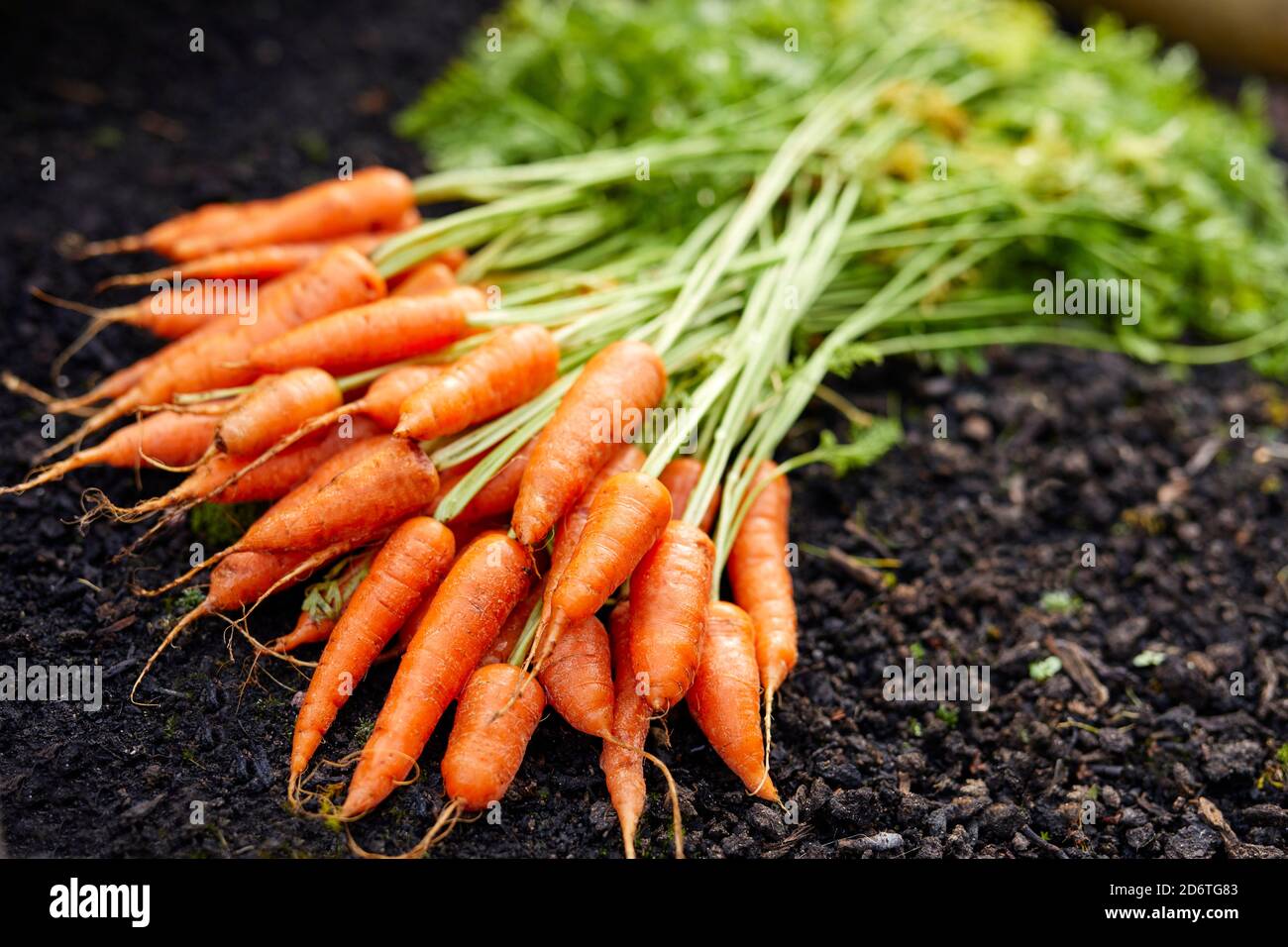 Fresh home grown Carrots Stock Photo