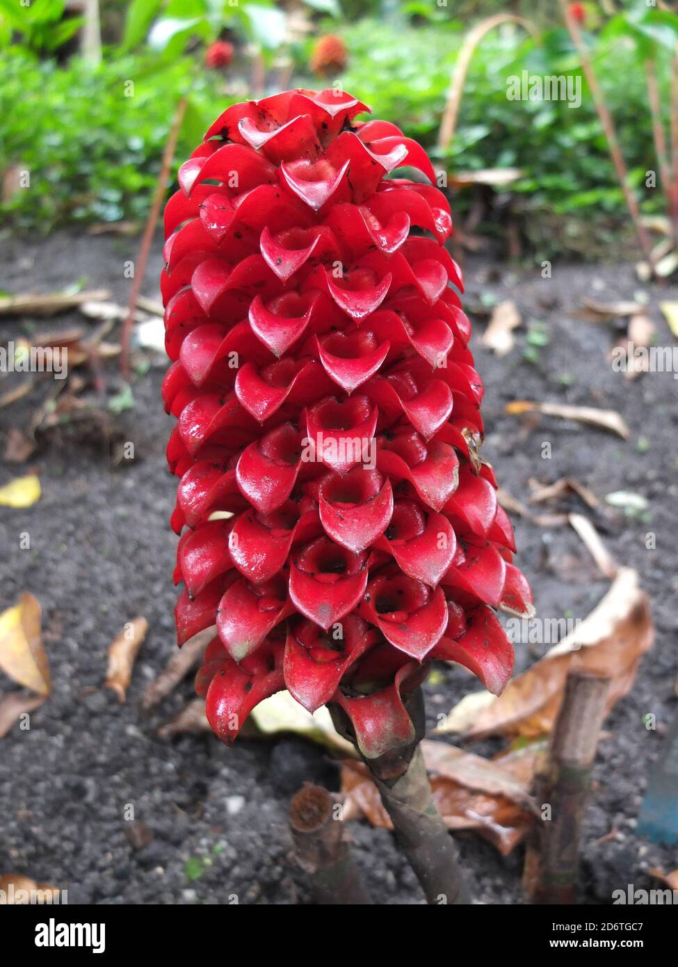 Pineapple ginger latin name Tapeinochilos ananassae also known as wax ginger a tropical plant native to Queensland Papua New Guinea, and Indonesia Stock Photo
