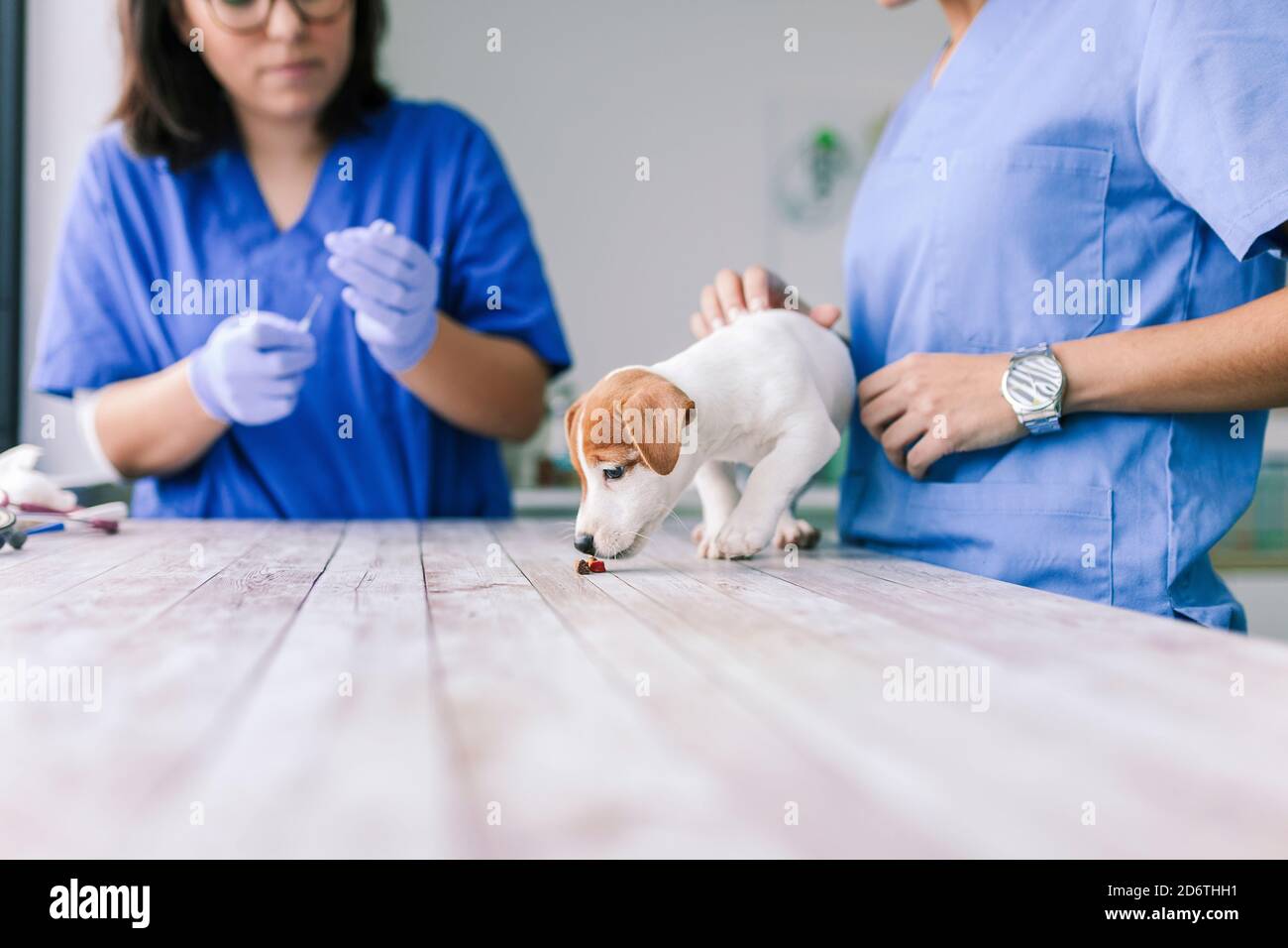 Veterinary with a dog for a review in the clinic Stock Photo Alamy