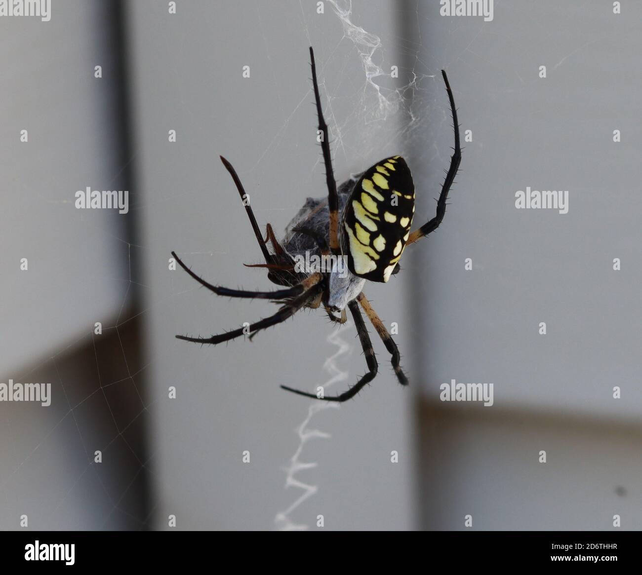 A cricket caught in an orb weaver spiders web Stock Photo