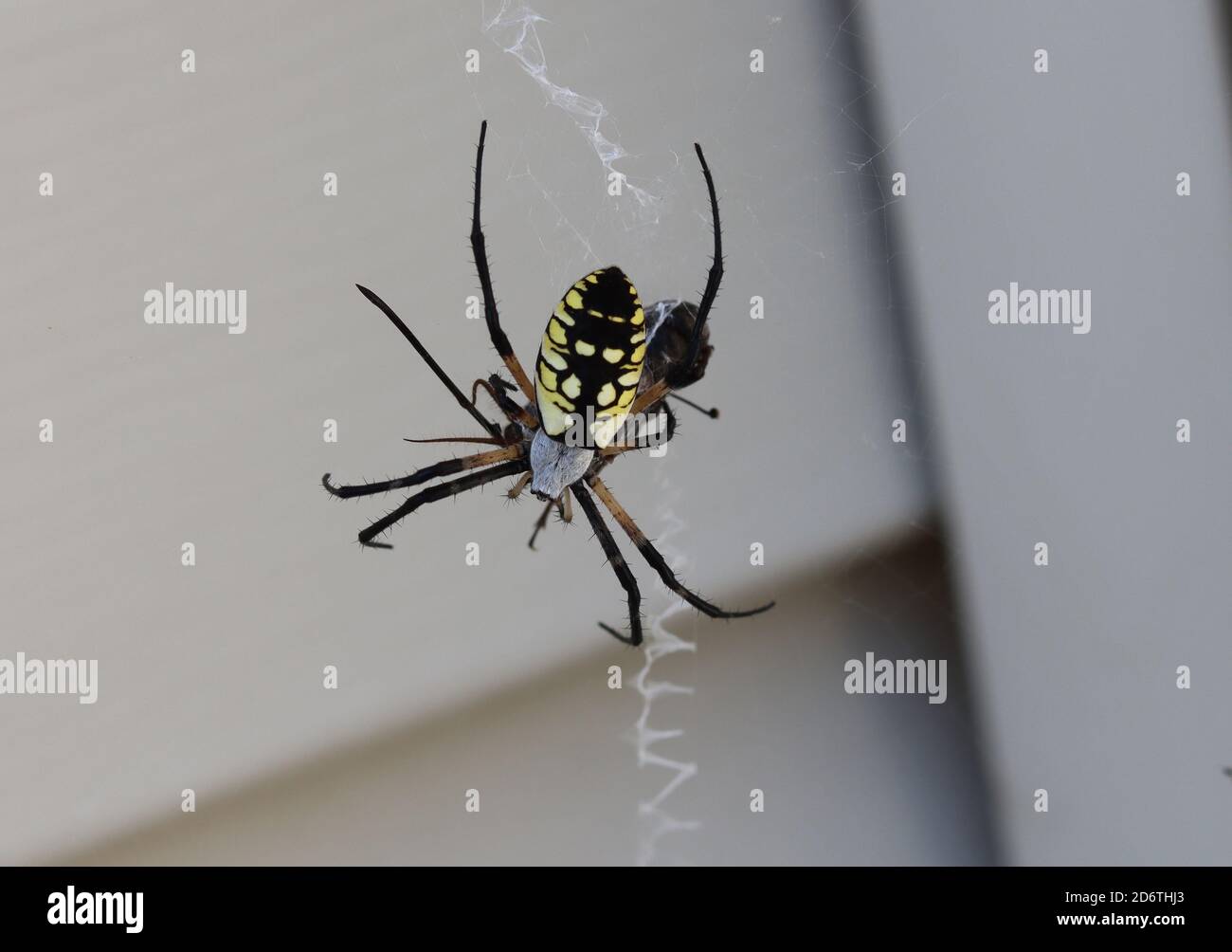 Spider cricket hires stock photography and images Alamy