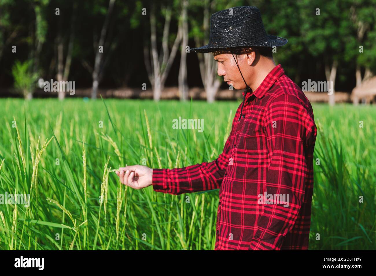 Field Inspection Is Rice Thai farmers inspecting rice fields in the fields Stock Photo - Alamy