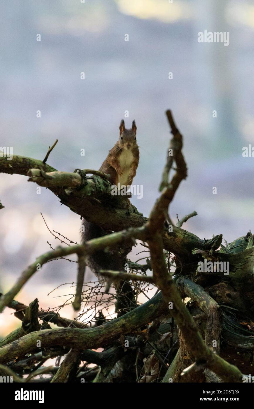 Duelmen, NRW, Germany. 19th Oct, 2020. A little red squirrel searches for nuts on the forest floor. The autumnal colours around Duelmen nature reserve in the Munsterland countryside stand out vibrantly as sunshine makes a welcome return for a few hours. Credit: Imageplotter/Alamy Live News Stock Photo