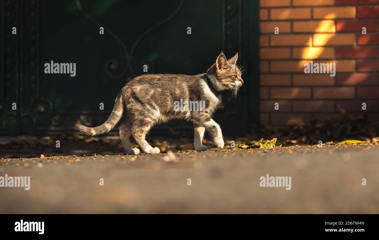 Beautiful kitty sitting on the autumn tree Stock Photo - Alamy