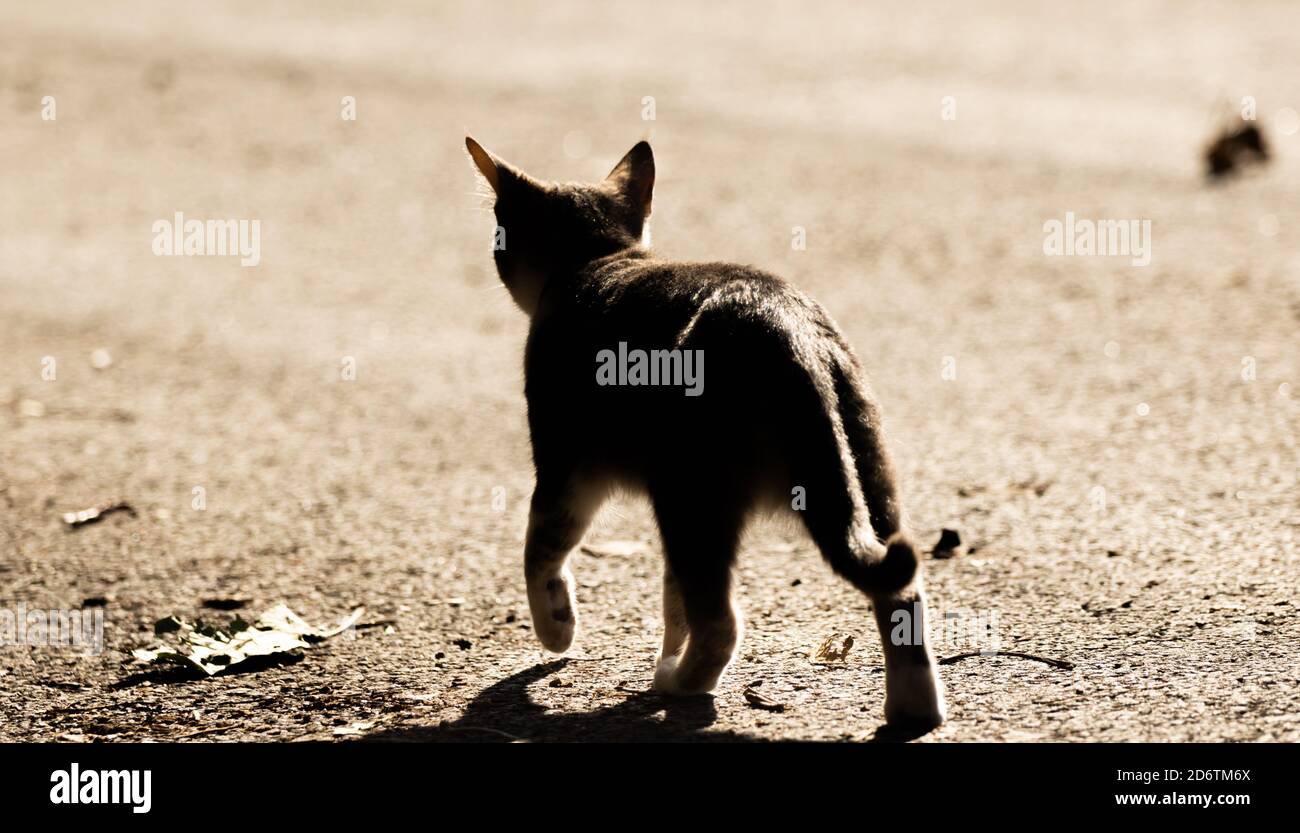 Beautiful kitty sitting on the autumn tree Stock Photo - Alamy