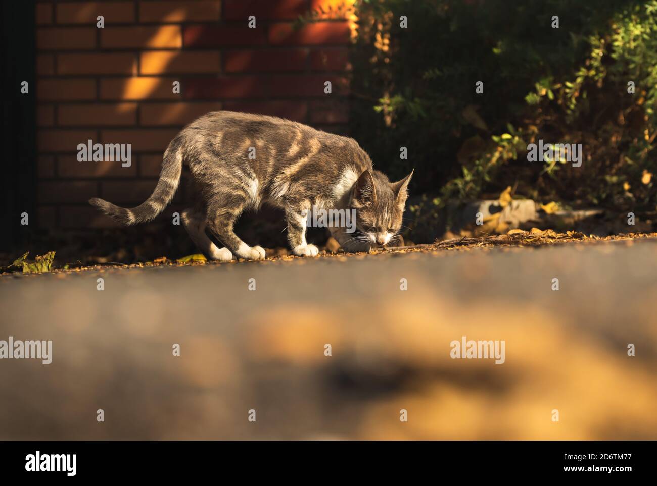 Beautiful kitty sitting on the autumn tree Stock Photo - Alamy