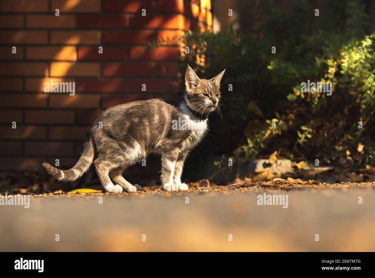 Beautiful kitty sitting on the autumn tree Stock Photo - Alamy